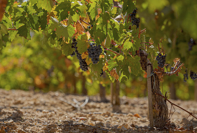 MESSAGGIO IN UNA BOTTIGLIA® «Hai due superpoteri: la tua mente e il tuo atteggiamento» Edizione ROSÉ