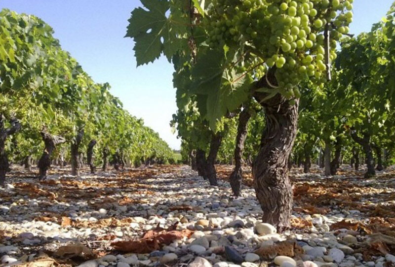 MENSAJE EN UNA BOTELLA® «El secreto está en el mago, no en la varita» Edición WHITE